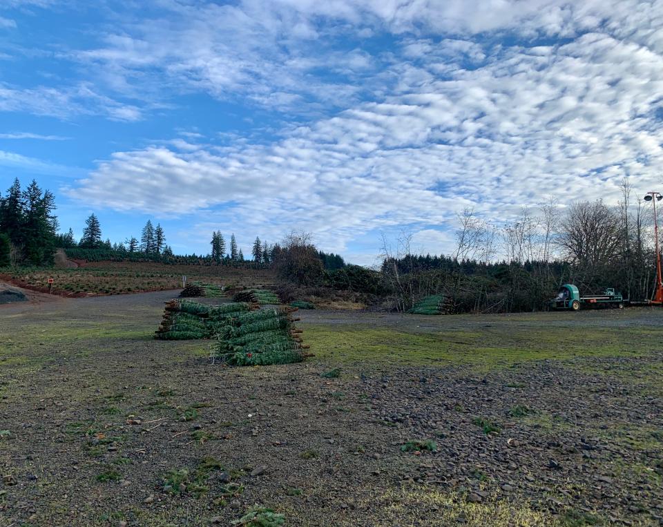 Trees ready for delivery at the Silver Bells Tree Farm near Silverton.