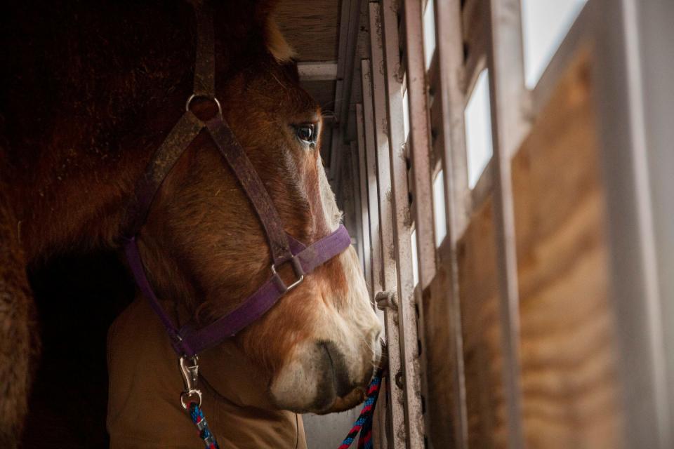 A horse looks on from a trailer before he heads to Mackinac Island on Monday, April 4, 2022. Horses returning to the island mark the beginning of spring and the opening of the tourist season. The horses have spent the winter at the farm resting and relaxing from their busy working season.