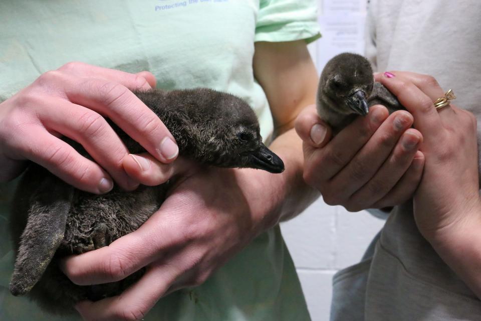 New England Aquarium welcomes four new African penguin chicks