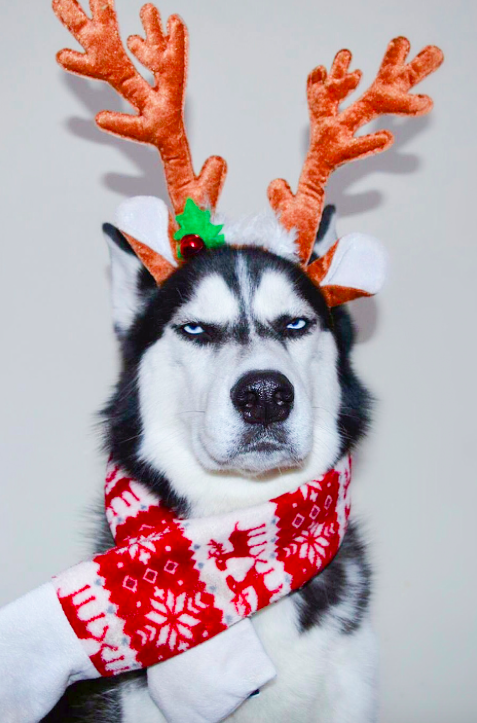 <em>A scarf and reindeer antlers are simply not for this dog (Caters)</em>
