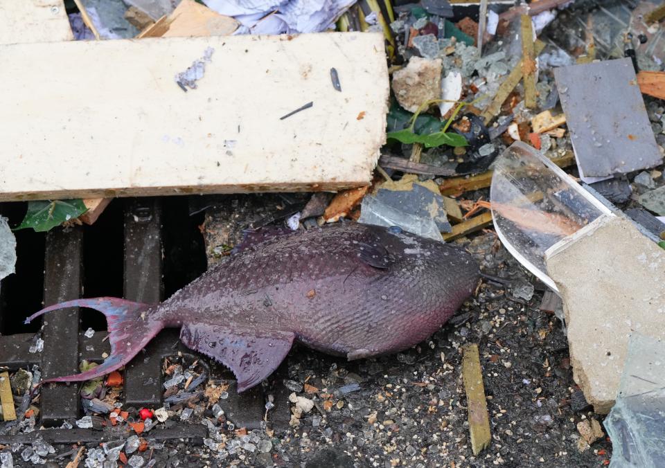 A fish lays in the debris in front of a hotel where an huge aquarium has burst in Berlin, Germany, Friday, Dec. 16, 2022. German police say a huge fish tank in the center of Berlin has burst, causing a wave of devastation in and around the Sea Life tourist attraction. (Soeren Stache/dpa via AP)