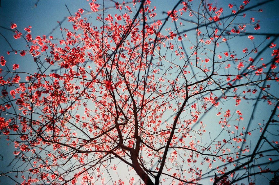 櫻花(Photo Credit: shu Kandance@Flickr, License: CC BY 2.0，圖片來源：https://www.flickr.com/photos/63414995@N00/2862358545)