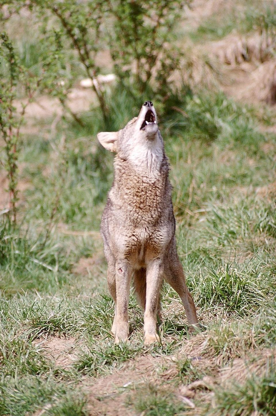 Experts say mice, rabbits or birds are the likely prey for coyotes, who tend to shy away from anything bigger than them.
