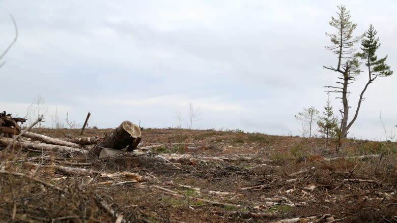 Of forests and floods: Devastatingly high water raises clear-cut questions