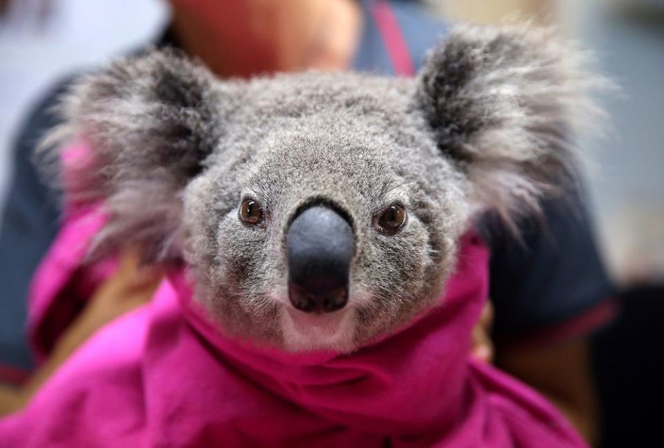 A koala in recovery | Nathan Edwards/Getty