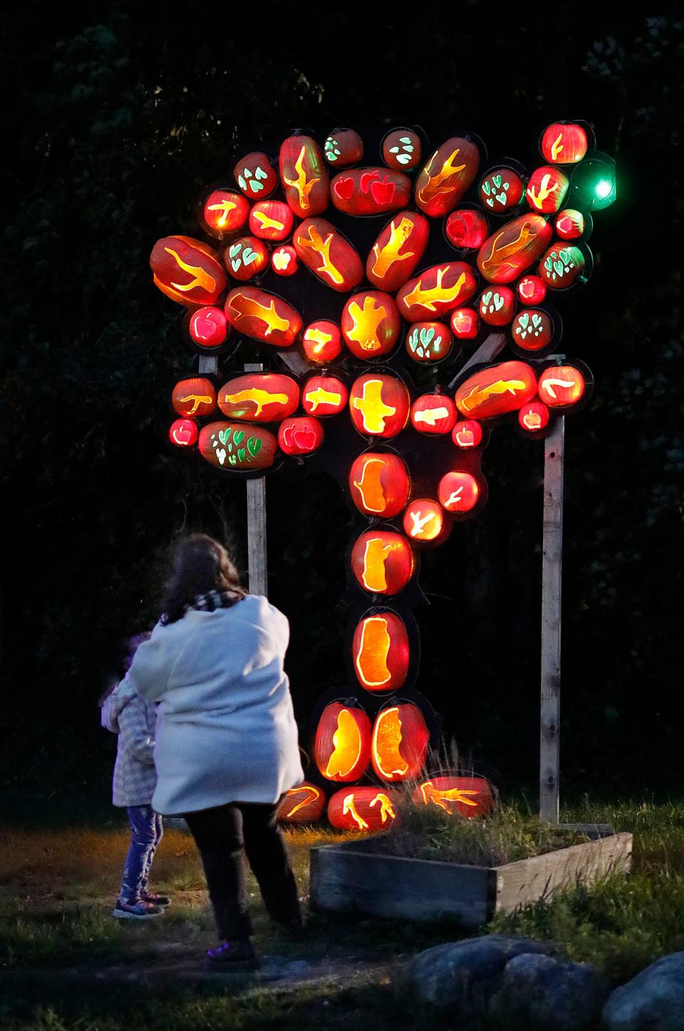 Colorful pumpkin lanterns in all shapes and sizes light up for the Hollowed Harvest walking display at Marshfield Fairgrounds on opening night Friday, Sept. 23, 2022.