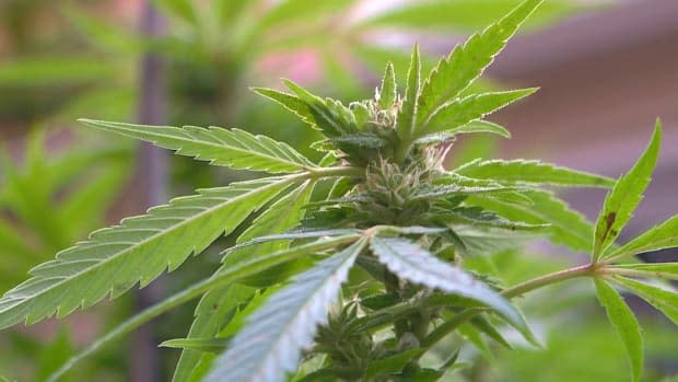 There are 24 cannabis retailers approved in Windsor-Essex. (John Robertson/CBC - image credit)