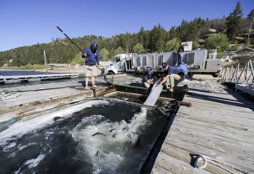 Trout from a hatchery truck are transferred into a submerged cage attached to a platform in Big Bear Lake.