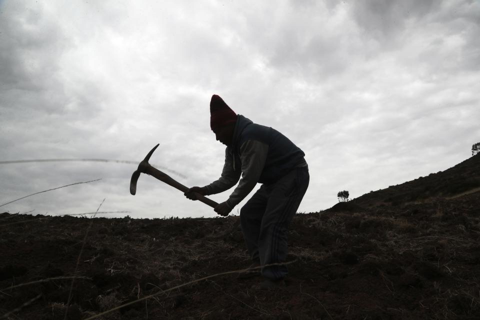 Farmer Ciriaco Huaman uses a pickaxe to sow potatoes, in Pisac, southern rural Peru, Friday, Oct. 30, 2020. A severe economic contraction has left many small farmers bankrupt and uncertain about whether they will be able to keep growing crops. (AP Photo/Martin Mejia)