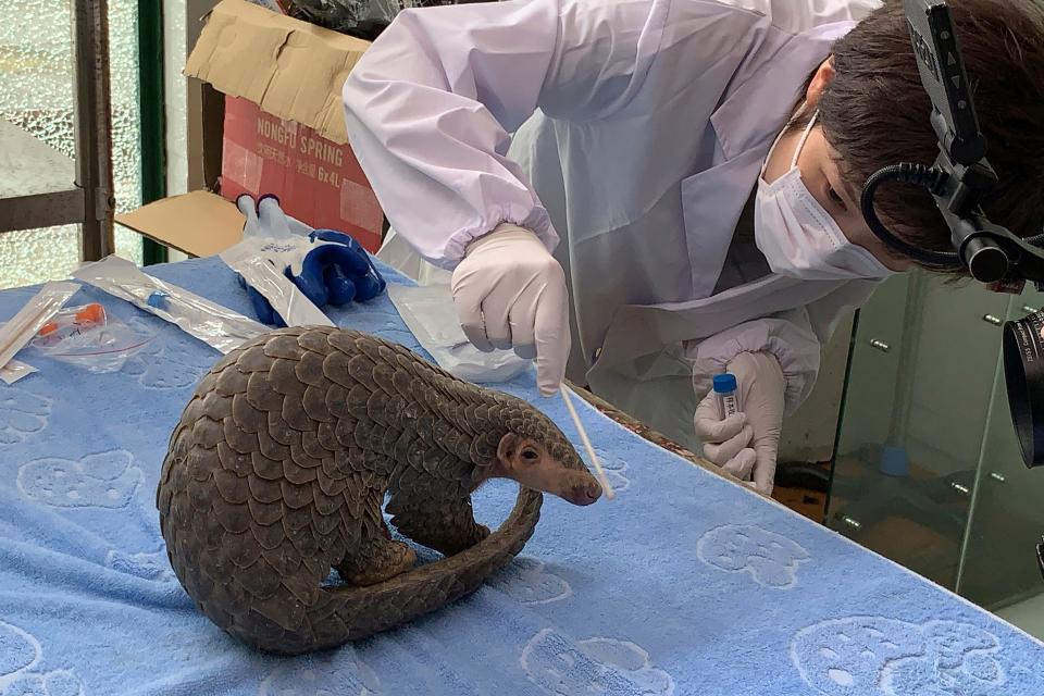 In this photo taken June 11, 2020, and released by CBCGDF, Sophia Zhang, a staffer from China Biodiversity Conservation and Green Development Foundation, or CBCGDF, collects oral and nasal secretion sample for testing from the Pangolin named Lijin at the Jinhua wild animal rescue center in eastern China's Zhejiang province. (CBCGDF via AP)