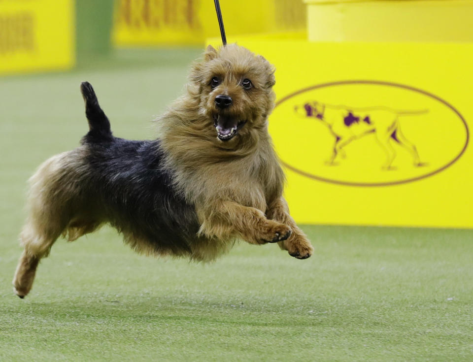 Bacon, an Australian terrier, competes with the terrier group at the 143rd Westminster Kennel Club Dog Show, Feb. 12, 2019, in New York.(AP Photo/Frank Franklin II)