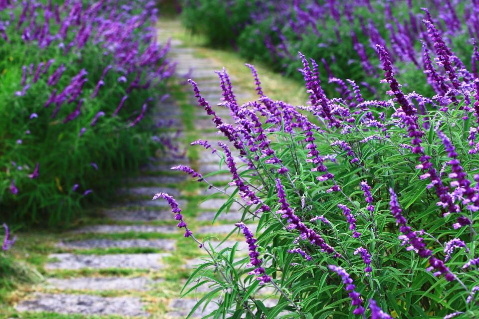 mexican bush sage next to a stone garden path