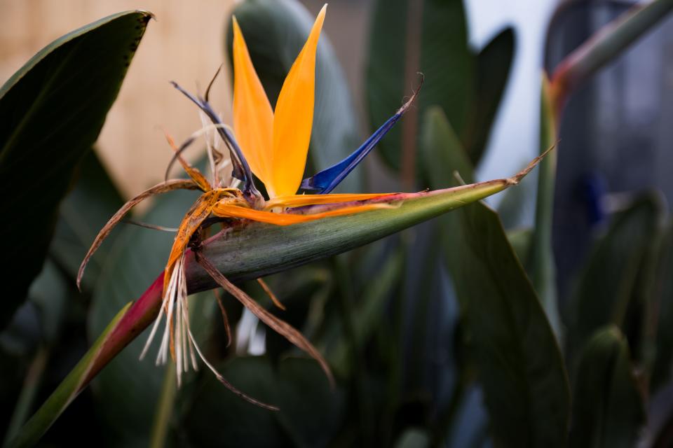 The Bird of Paradise plant has bright color petals that are a unique shape.
