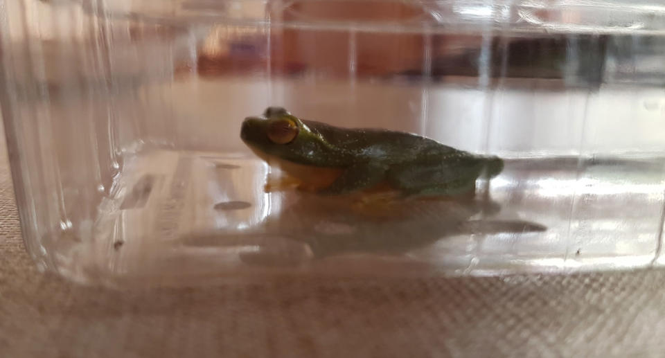 Scottsdale Tasmania mum shocked to find a Queensland tree frog in a bunch of bananas from a Coles home delivery.