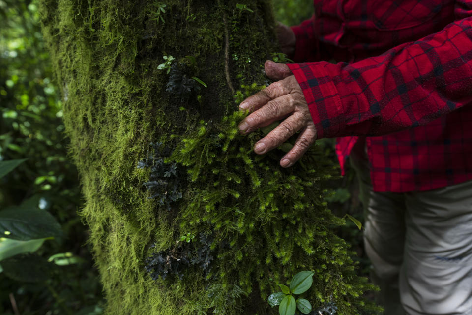 Floripe Cordoba leans against a tree during her morning walk in her protected forest on the outskirts of San Jose, Costa Rica, Wednesday, Aug. 24, 2022. Cordoba gets about $300 annually from a program that pays her to conserve her patch of the forest, a largely symbolic amount for her and her husband, since they live comfortably off his pension from years as a geology professor. (AP Photo/Moises Castillo)