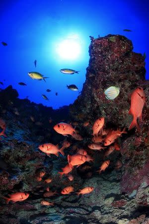 A school of bigscale soldierfish (Myripristis berndti) are pictured on Deep Reef 2 at French Frigate Shoals in Papahanaumokuakea Marine National Monument, northeast of Hawaii, U.S. in this 2011 NOAA handout photo obtained by Reuters September 27, 2017. Greg McFall/NOAA Office of National Marine Sanctuaries/Handout via REUTERS