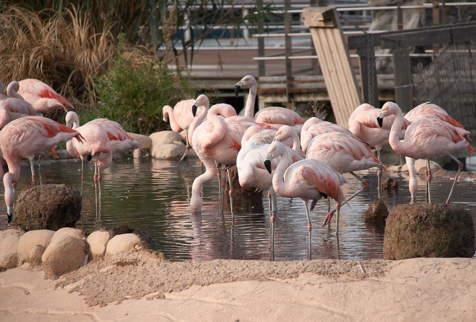 It’s not just underwater animals that attract attention at Oceanografic (Getty Images/iStockphoto)