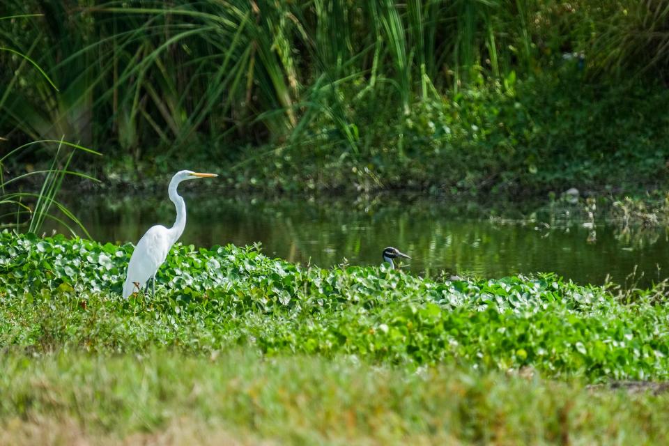 A whooping crane stops at Old Settlers Park, the largest park in Round Rock.