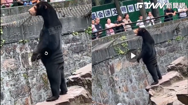 中國遊客在浙江杭州動物園參觀時發現，動物園裡的馬來熊的站立姿勢神似人類。（圖／翻攝自微博）