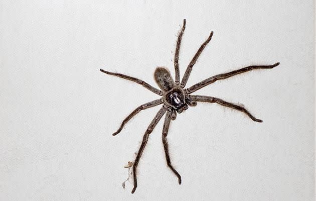 Nocturnal face wanderings are apparently commonplace for spiders. Photo: Getty Images