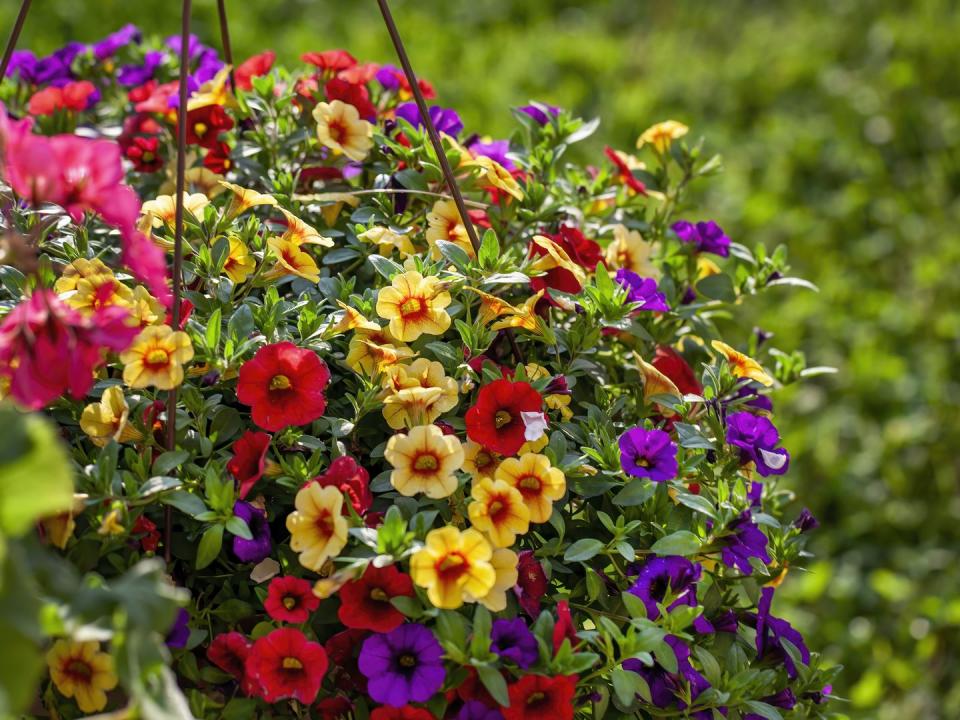 container gardening ideas