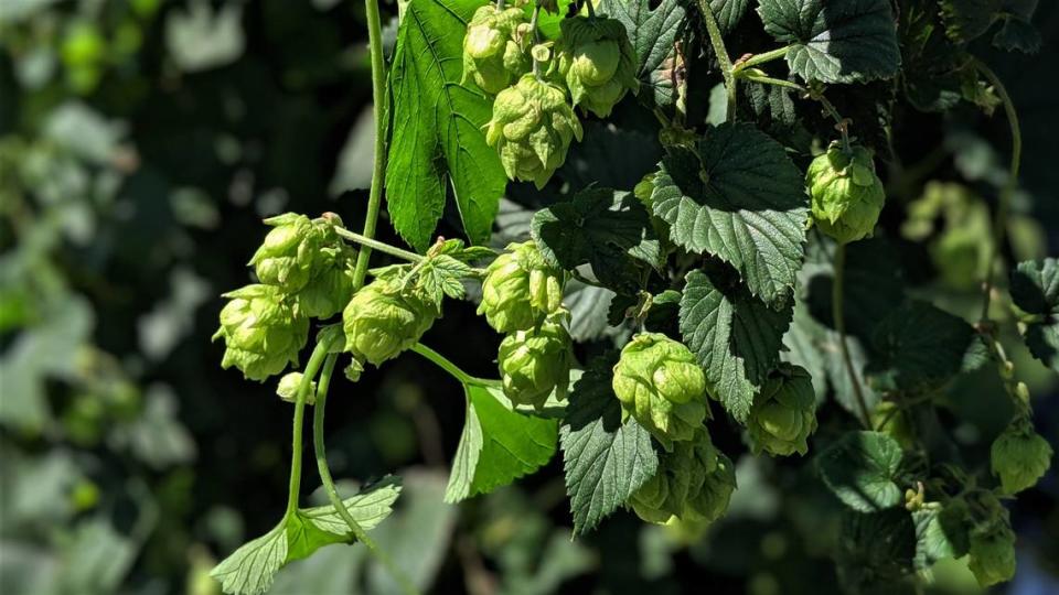 Hops growing at University of Florida’s Gulf Coast Research and Education Center in Balm, Florida. Ryan Ballogg/rballogg@bradenton.com