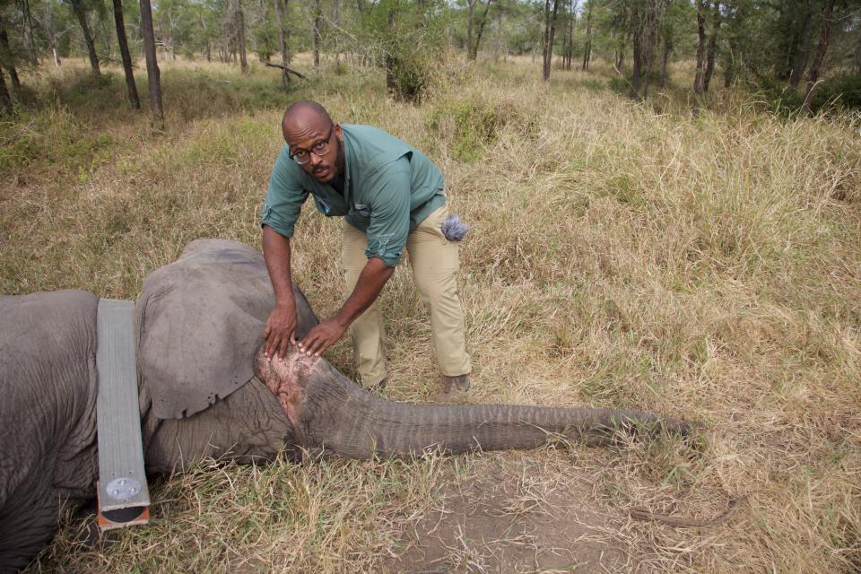 In this June 2018 photo provided by Robert M. Pringle, evolutionary biologist Shane Campbell-Staton examines a tuskless female elephant in the Gorongosa National Park, Mozambique, exposing an empty space below the trunk where a tusk would normally protrude. The elephant was anesthetized to draw blood and collect fecal samples for genetic analysis, and to fit a GPS tracking collar around the animal's neck to record its subsequent movements. (Robert M. Pringle via AP)