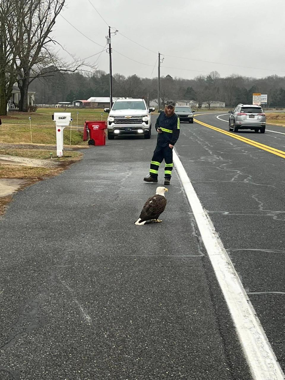 An injured Bald Eagle sits on Route 16 in Sussex County on Dec. 28, 2023.