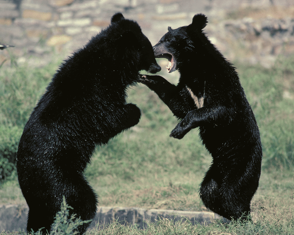 Asiatic black bears settling a dispute in Japan (Rex)