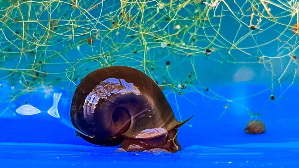 A Magnificent Ramshorn snail at biologist Andy Wood’s snail refuge in Hampstead. Wood took the Magnificent Ramshorn into captivity in the early 1990s. He has maintained a population of the snails, which have been believed to be gone from the wild for at least two decades, ever since.