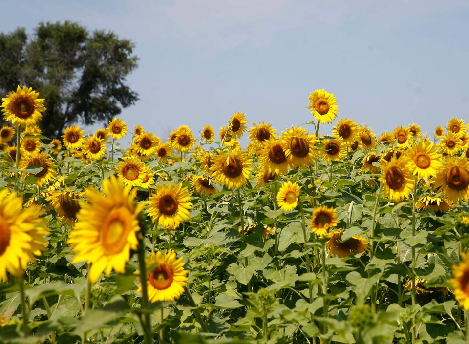 Sunflowers take in the sun on Friday, July 23, 2021, at the Badger Creek State Recreation Area south of Van Meter. Thousands of flowers have been planted at the park, making it a popular destination for photographers and nature enthusiasts alike.