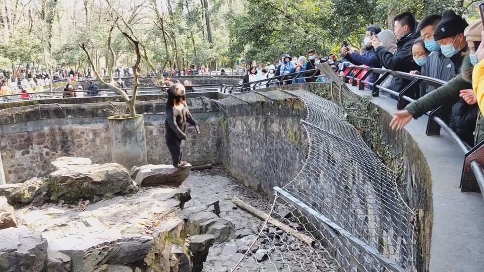 杭州動物園的馬來熊被質疑是工讀生假扮。（翻攝自微博）