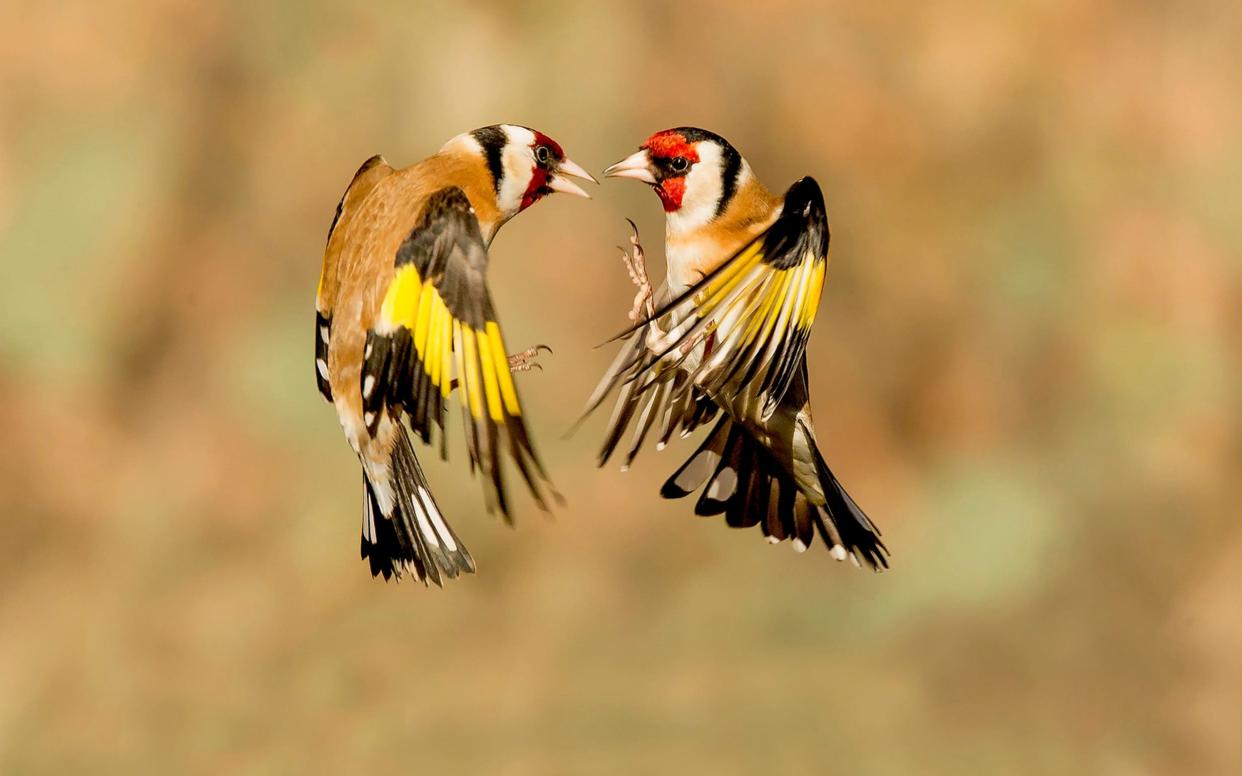 Seasonal species such as the goldfinch were associated with spikes in searches - Solent News & Photo Agency