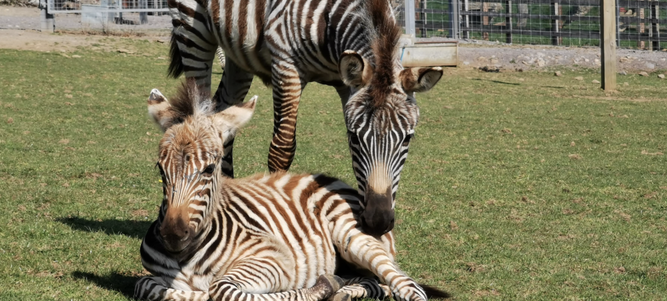 Hope was born amid the first coronavirus lockdown in the UK, she served as a "ray of light" during the tough time. Source: Noah's Ark Zoo Farm