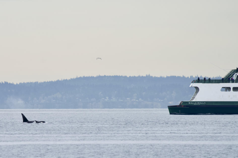 In this April 20, 2022, photo provided by Brittany Philbin taken from Alki Beach, in Seattle shows orcas swimming in Seattle's Elliott Bay. (Brittany Philbin/Salish Wildlife Watch and PNW OPS Photography via AP)