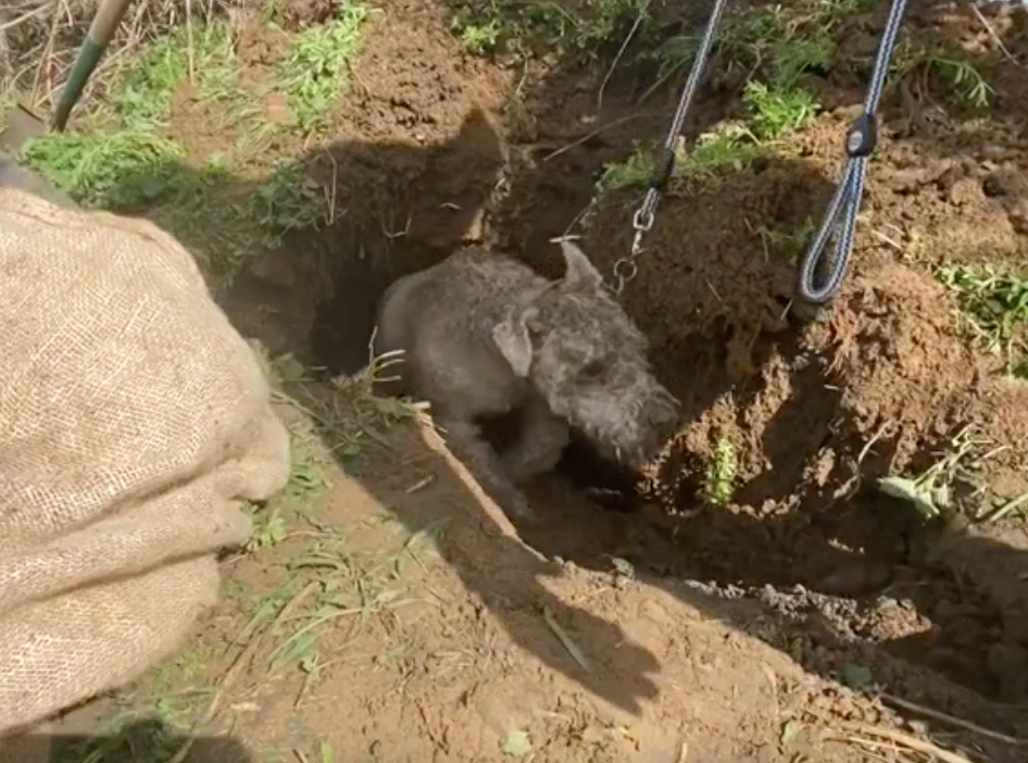 Arlo the dog finally walks free from the badger sett in Somerset. (SWNS/RSPCA)