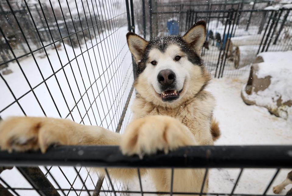 Sled dog Ozzy jumps on a kennel fence at Rancho Luna Lobos in Peoa, Utah, on Thursday, Jan. 11, 2024. | Kristin Murphy, Deseret News