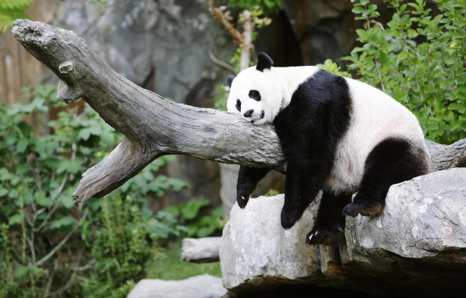 貓熊起源於中國大陸。圖片來源：Getty images