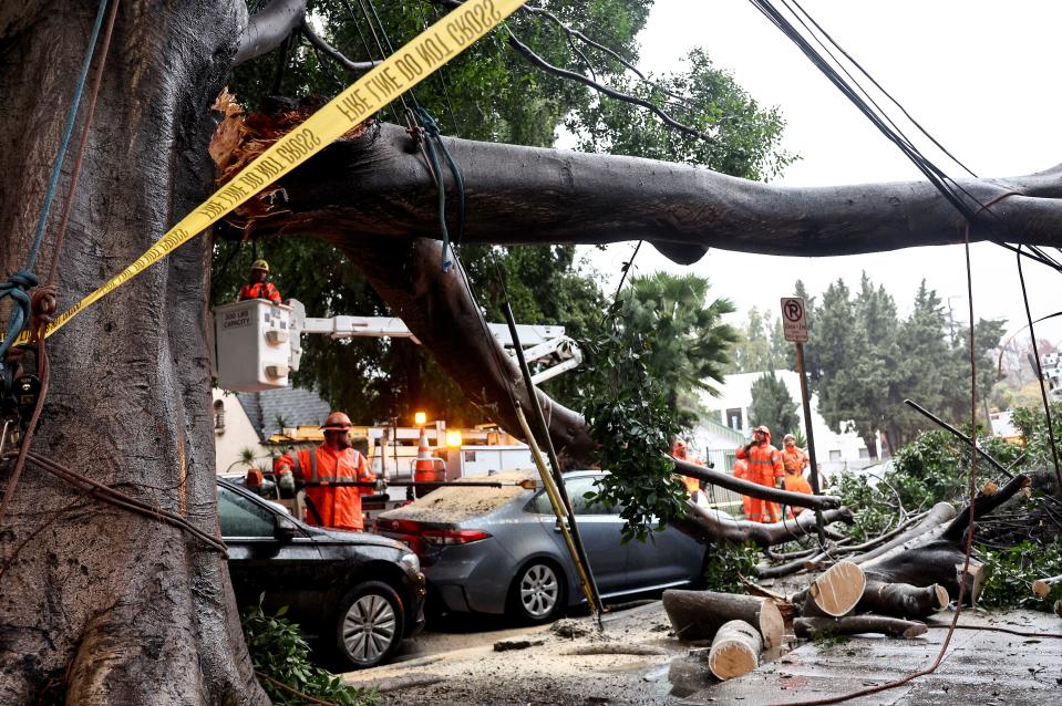 High winds and heavy rain caused trees like this one to fall throughout California, causing damage to property and power lines (Getty Images)