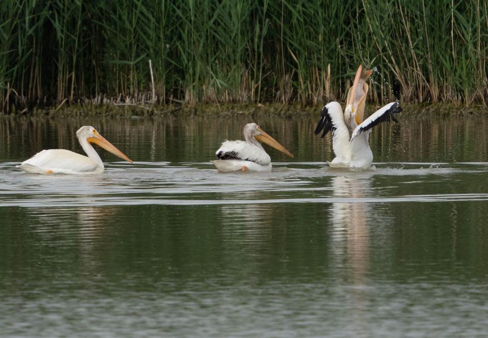 American white pelicans swallow whole large carp as they fish together in the Bear River Migratory Bird Refuge, a 74,000-acre nature reserve in the northern Great Salt Lake on Wednesday, June 23, 2021. | Francisco Kjolseth, The Salt Lake Tribune