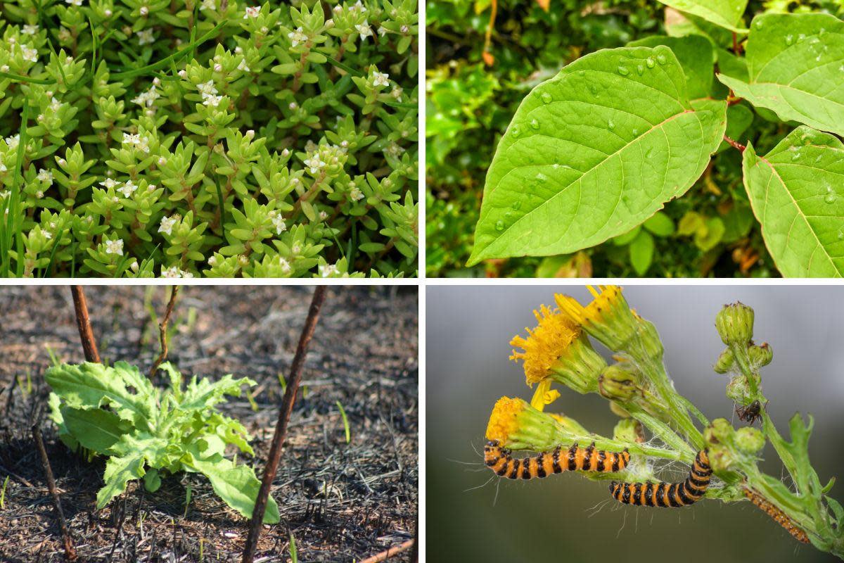 Some plants could end up costing you £2,500 to fix <i>(Image: Getty)</i>