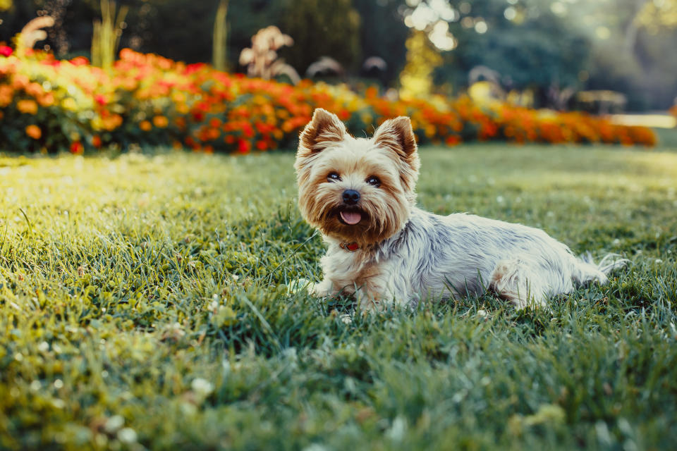A Yorkshire terrier, similar to the one pictured, was reportedly stabbed to death on the estate in Hull. (Getty/stock photo)