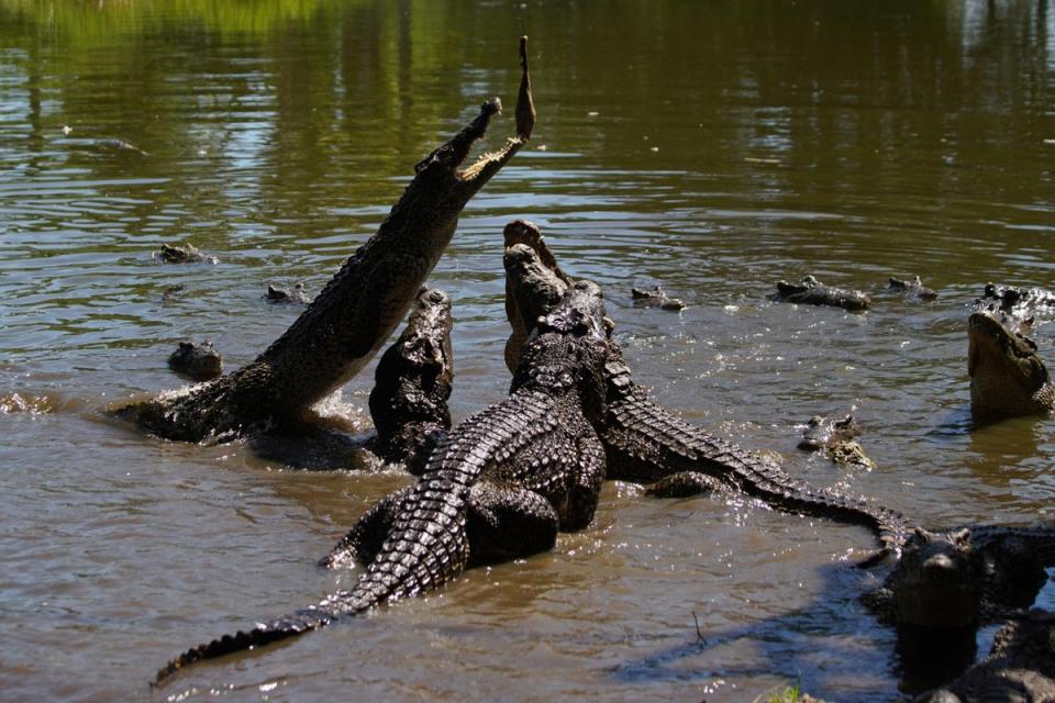 Cuban crocodiles scramble for bait at the Zapata Swamp hatchery (Reuters)