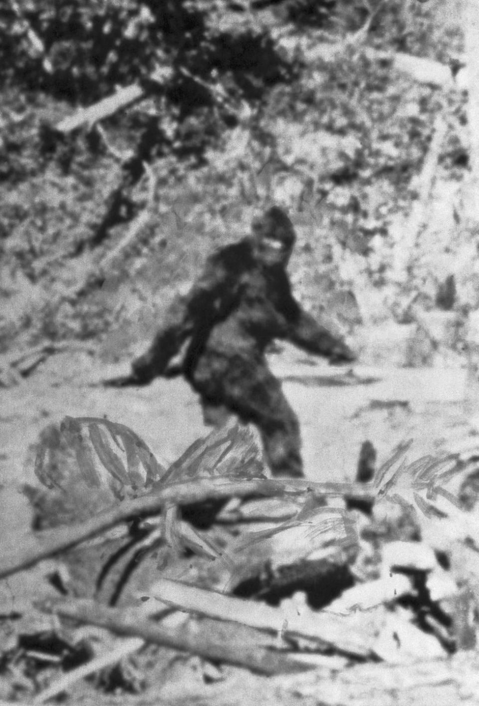 spooky urban legends   alleged photo of bigfoot