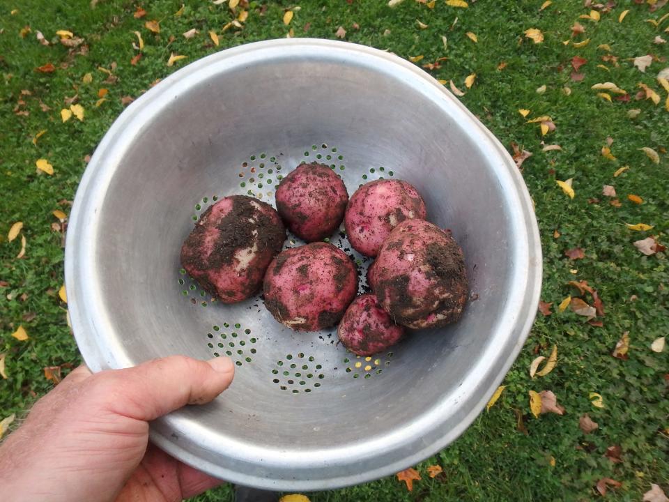 These fresh potatoes came from one plant.