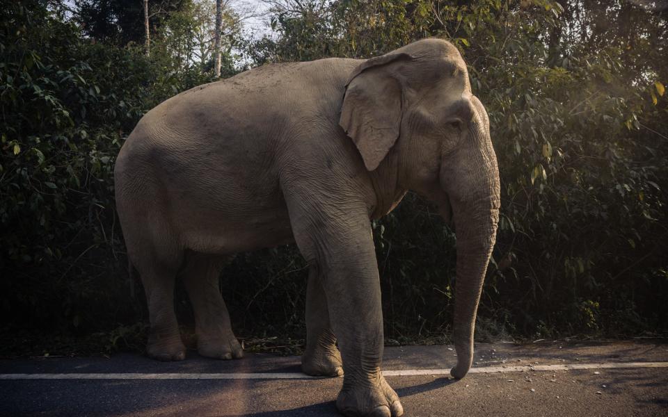 A wild male Asian elephant steps out of the forest and on to a road in the Khao Ang Rue Nai Wildlife Preserve Area
