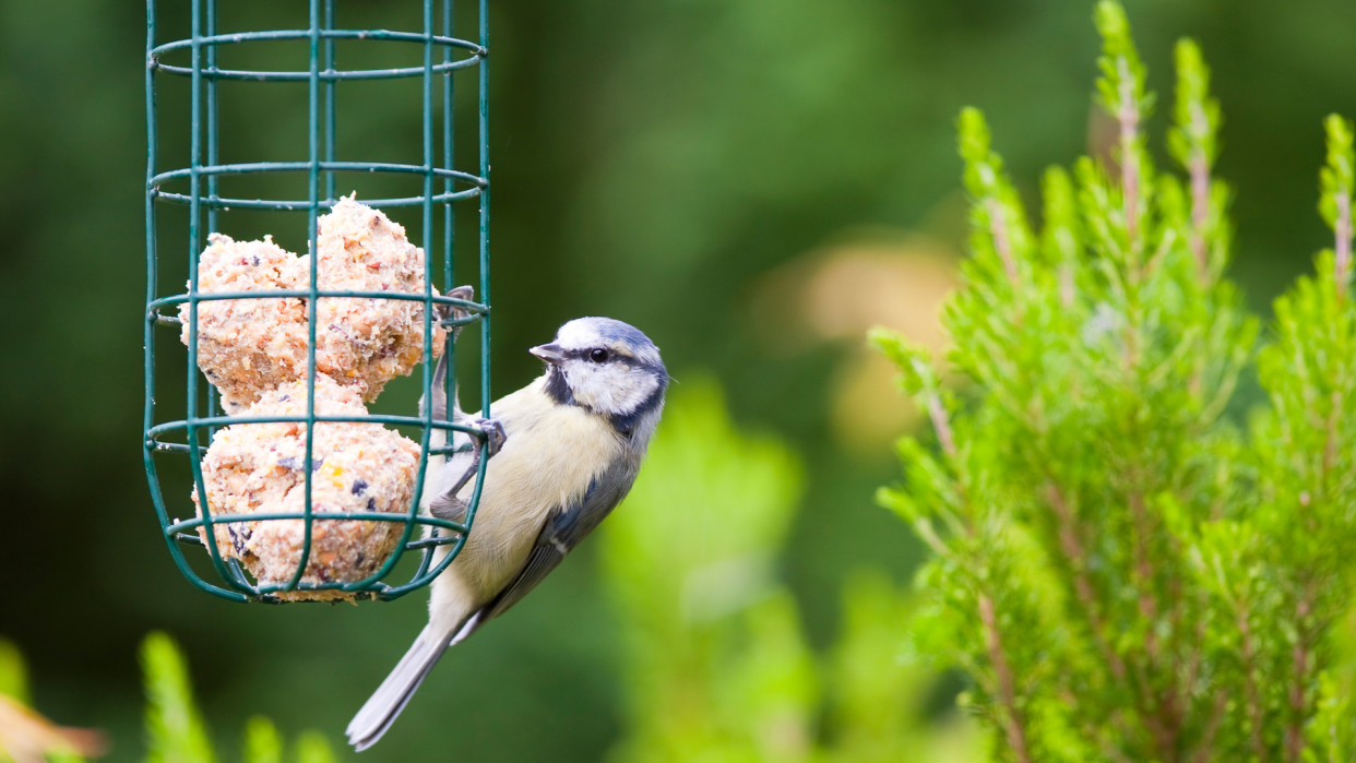  Bird eating bird suet from a bird feeder. 