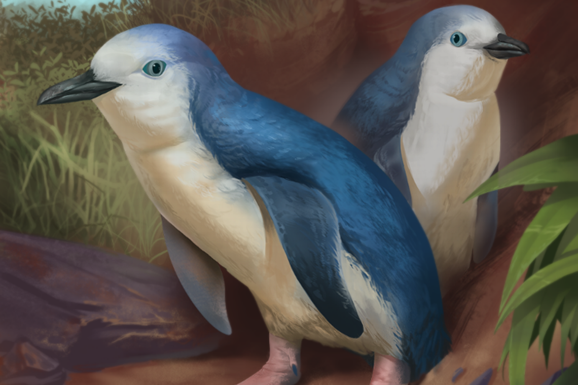 The newly discovered species is “one of the smallest fossil penguins ever found,” researchers said. Illustration from Simone Giovanardi via Massey University news release