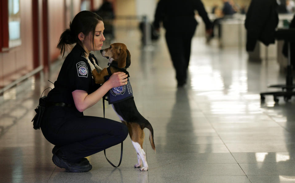 In this Feb. 9, 2012 photo, Meghan Caffery, a U.S. Customs and Border Protection Agriculture Specialist, hugs Izzy, an agricultural detector beagle whose nose is highly sensitive to food odors, at John F. Kennedy Airport's Terminal 4 in New York. This U.S. Customs and Border Protection team works to find foods and plants brought in by visitors that are considered invasive species or banned products, some containing insects or larvae know to be harmful to U.S. agriculture. (AP Photo/Craig Ruttle)