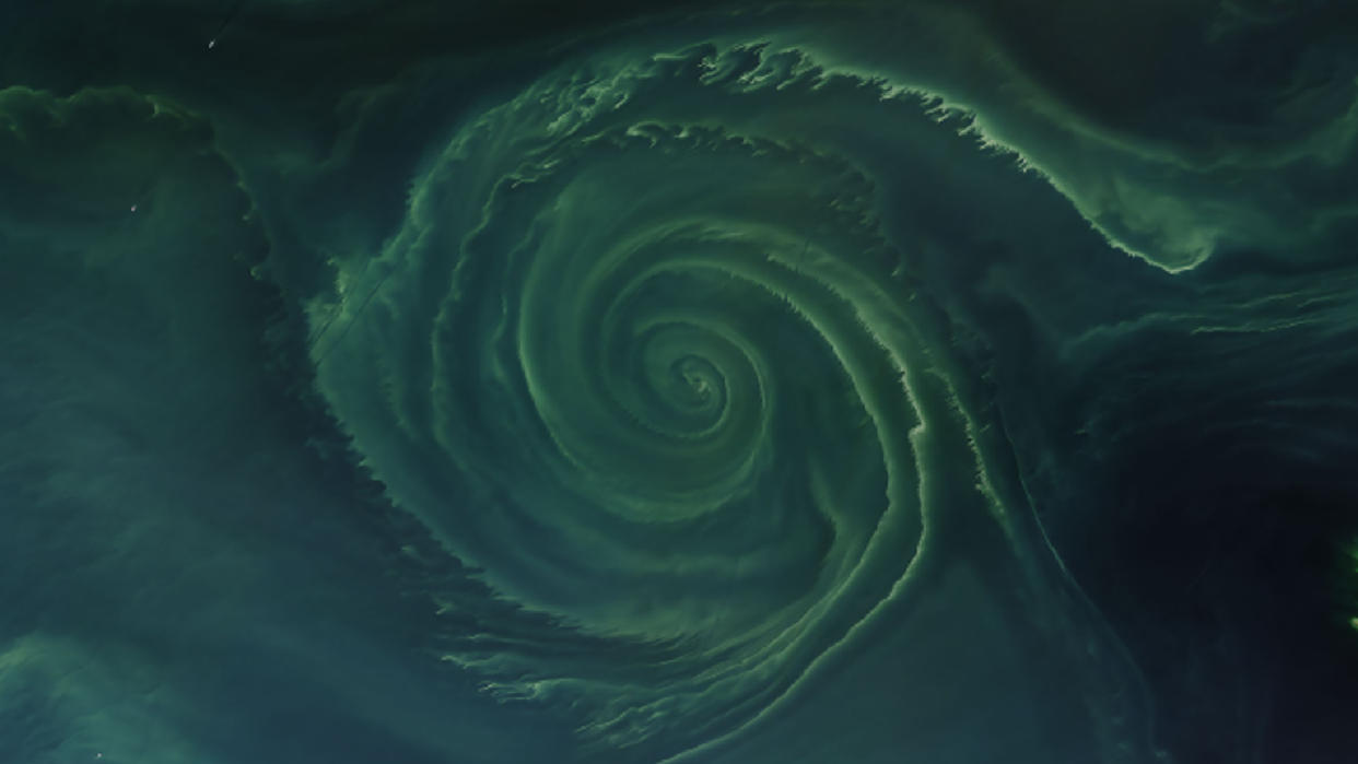  A massive green swirl of algae in the sea. 
